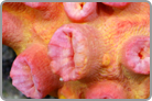 Sun Polyp Coral-Orange. Solomon Islands Collected